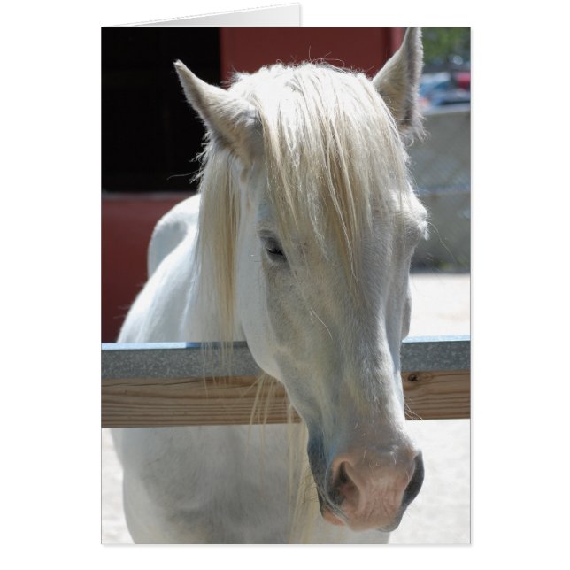 Belleza del caballo blanco (Frente)