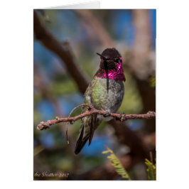 Belleza del colibrí