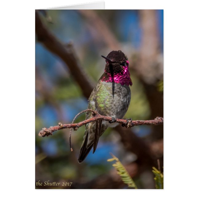 Belleza del colibrí (Frente)