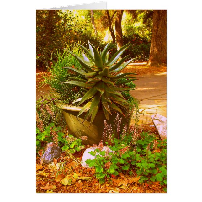 Belleza del desierto (Frente)