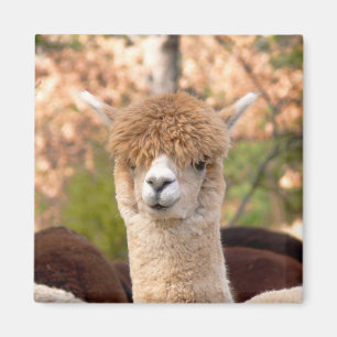 Belleza del imán de la alpaca