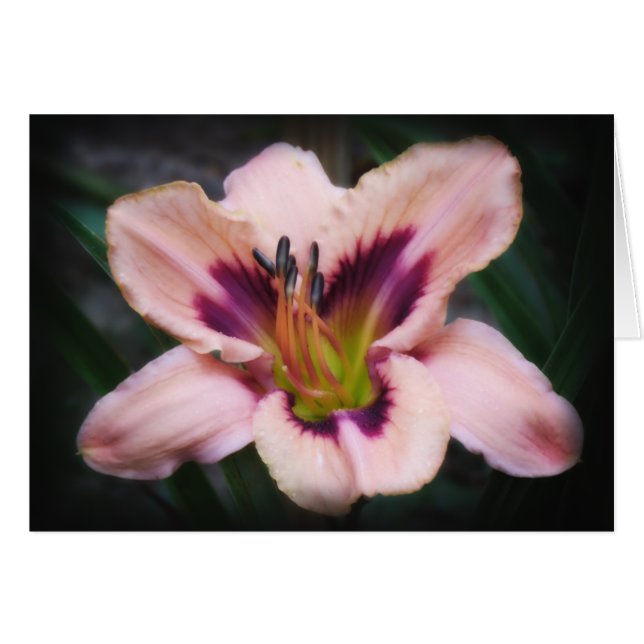 Belleza del papel (Anverso (Horizontal))