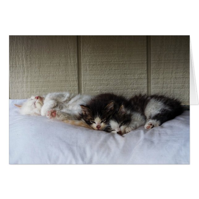 Belleza durmiente (Anverso (Horizontal))