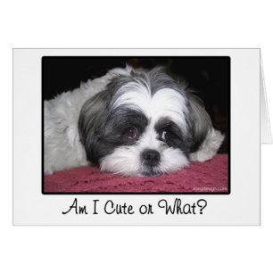Belleza el perro de Shih Tzu