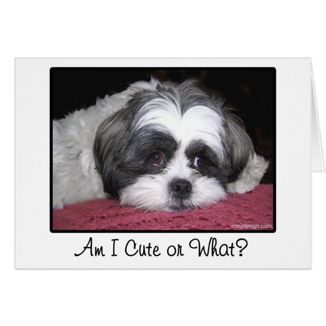 Belleza el perro de Shih Tzu (Anverso (Horizontal))