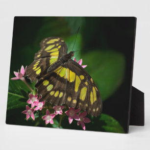 Belleza en la placa de las estrellas