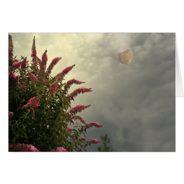 Belleza en la tormenta (Anverso (Horizontal))