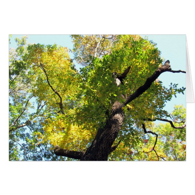 Belleza en NJ (Anverso (Horizontal))