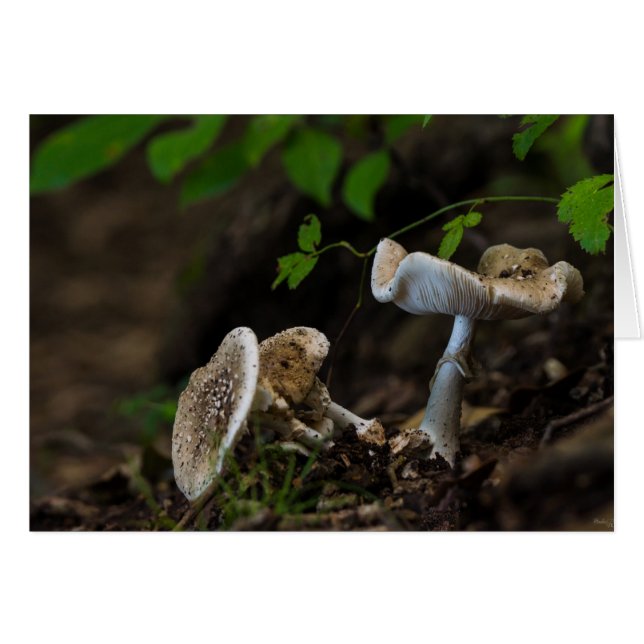 Belleza envenenada (Anverso (Horizontal))