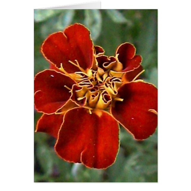 belleza escarlata (Frente)