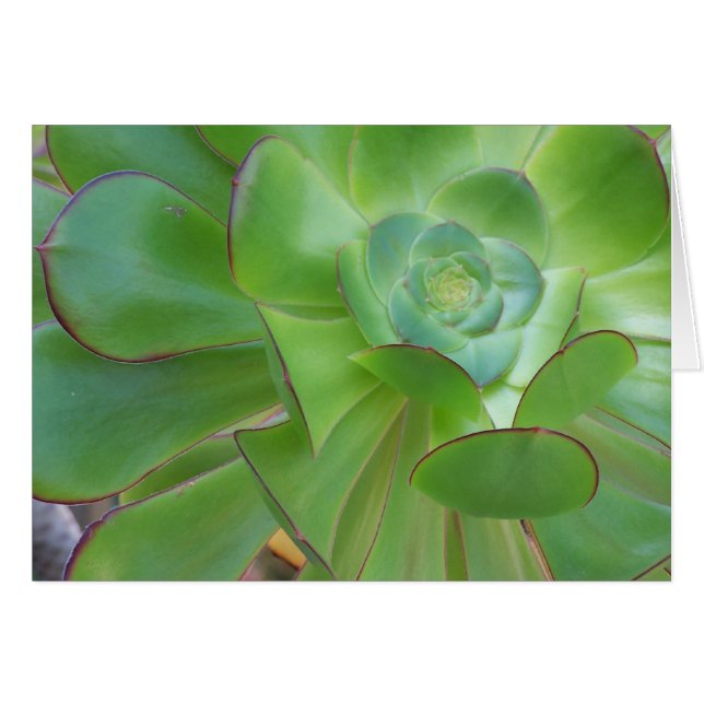 Belleza exitosa... Oxnard California (Anverso (Horizontal))