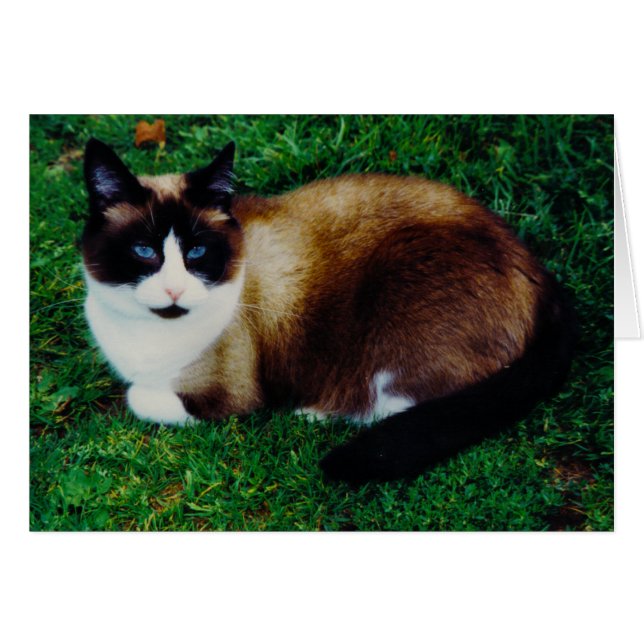 Belleza felina (Anverso (Horizontal))