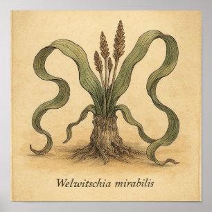 Belleza fósil viva - Arte Poster botánico del desi