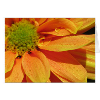 Belleza naranja