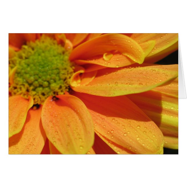 Belleza naranja (Anverso (Horizontal))