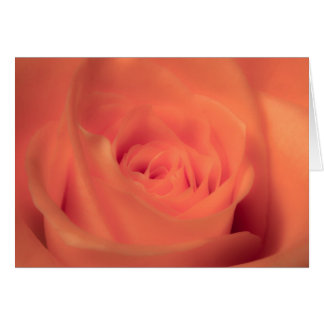 Belleza naranja