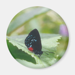 Belleza negra - mariposa de Atala - imán