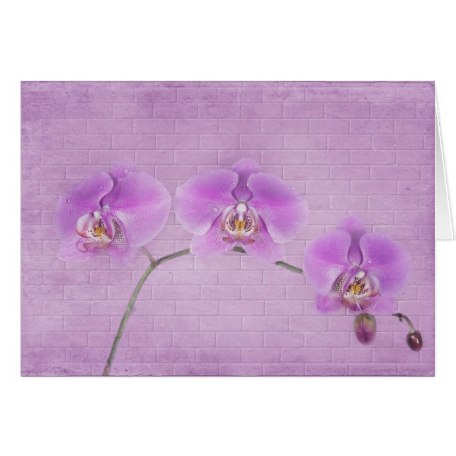 Belleza Orquídea (Anverso (Horizontal))