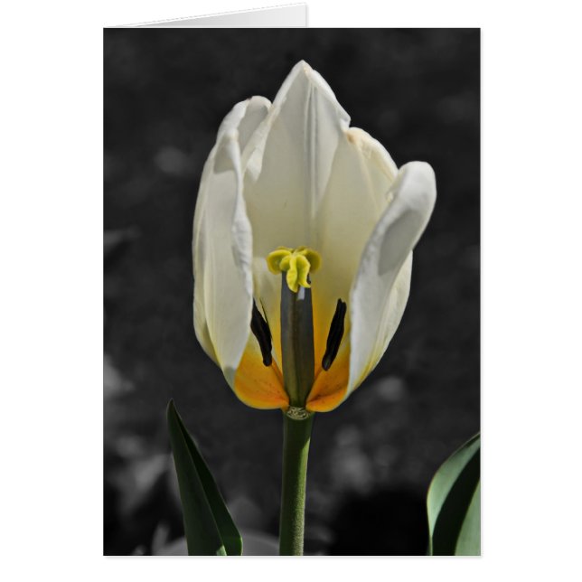 Belleza revelada (Frente)