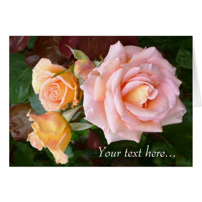 Belleza Rosa (Anverso (Horizontal))