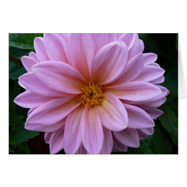 Belleza rosa (Anverso (Horizontal))