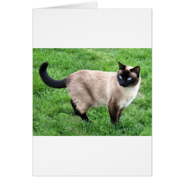 BELLEZA SIAMESA (Frente)