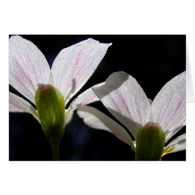 Bellezas de primavera: Hay una flor… (Anverso (Horizontal))