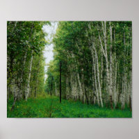 Bello arte en el bosque Birch Tree