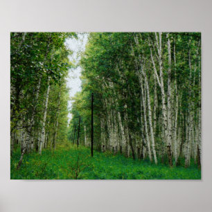 Bello arte en el bosque Birch Tree