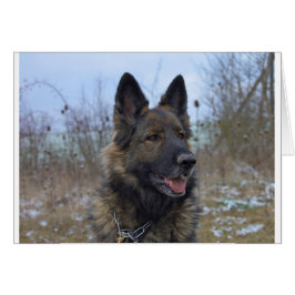 bello cachorro negro y marrón de pastor alemán