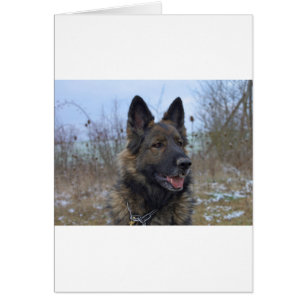 bello cachorro negro y marrón de pastor alemán