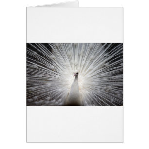 Bello pavo real blanco