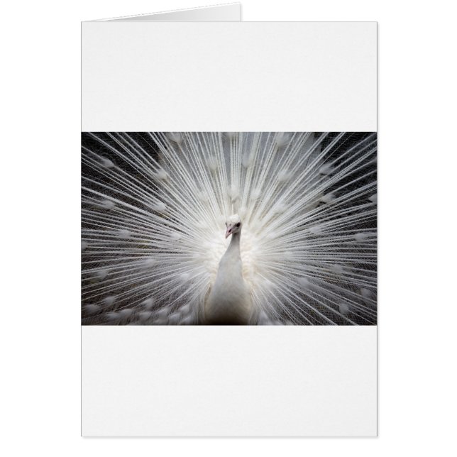 Bello pavo real blanco (Frente)