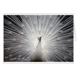 Bello pavo real blanco