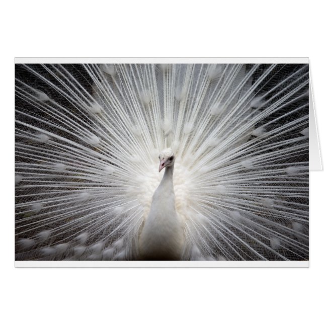 Bello pavo real blanco (Anverso (Horizontal))