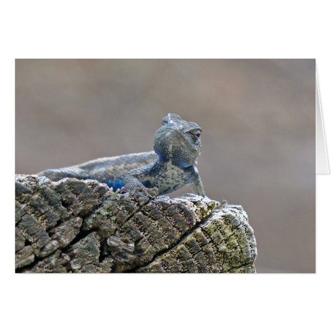 Belly azul lagarto (Anverso (Horizontal))