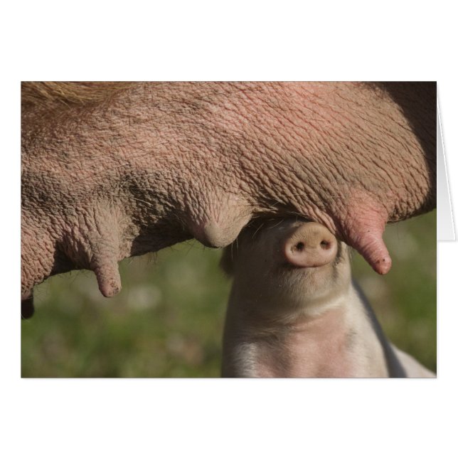 Belly de una madre que se desmorona con un lechón  (Anverso (Horizontal))