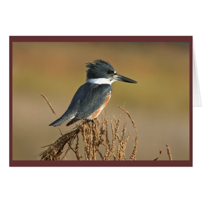 Belted Kingfisher (Anverso (Horizontal))
