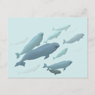Beluga Whale postale tarjetas de ballena canadiens