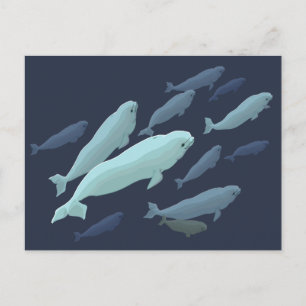 Beluga Whale postales Personalizar de tarjeta de b