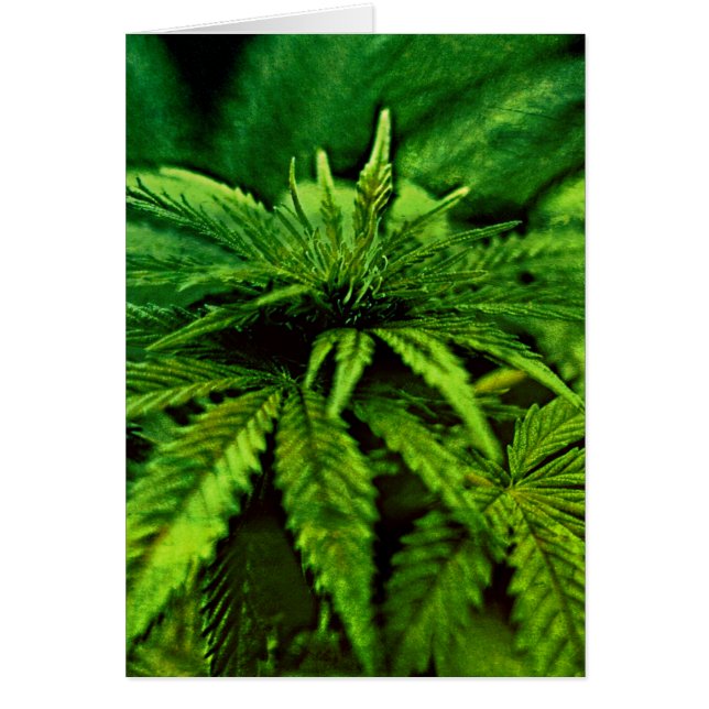 Bendita sea la marihuana verde (Frente)