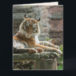 BENGAL TIGER FRIEND BIRTHDAY Tarjeta de felicitaci<br><div class="desc">HERMOSA TARJETA DE CUMPLEAÑOS BENGAL TIGER. ADECUADO PARA EL MARCADO</div>