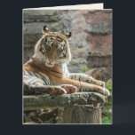 BENGAL TIGER FRIEND BIRTHDAY Tarjeta de felicitaci<br><div class="desc">HERMOSA TARJETA DE CUMPLEAÑOS BENGAL TIGER. ADECUADO PARA EL MARCADO</div>