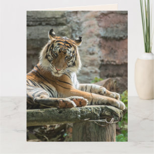 BENGAL TIGER HELLO PENSANDO EN USTED Tarjeta De Sa