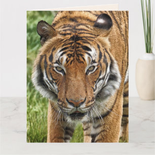 BENGAL TIGER HERMOSA tarjeta de felicitación de cu