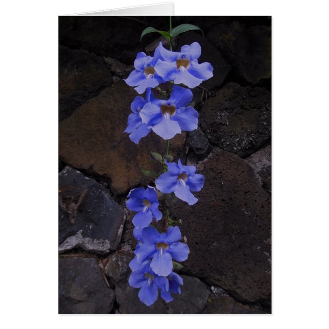 Bengala Trumpet Vine (Frente)