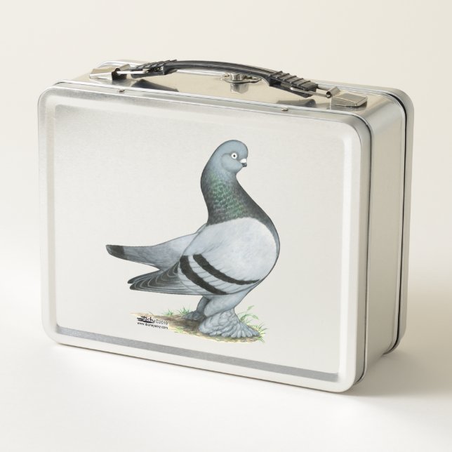 Berliner Tumbler Pigeon Blue Bar (Reverso)