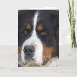 Berner Sennenhund Tarjeta de felicitación