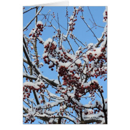 "Berries de invierno"