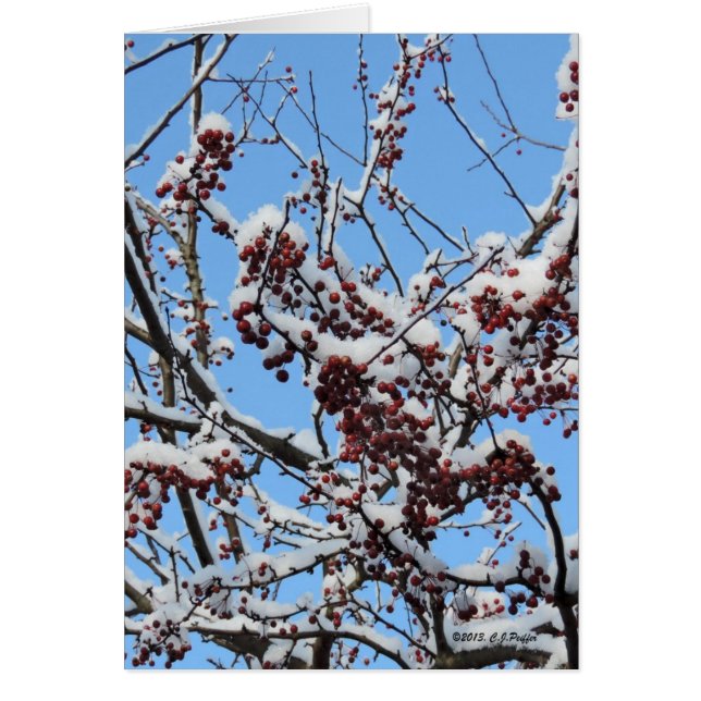 "Berries de invierno" (Frente)